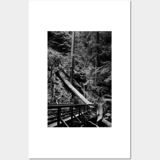 Muir Woods in Black and White. 2012 Posters and Art